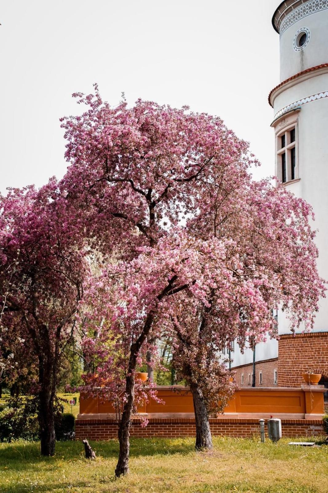 Zamek W Baranowie Sandomierskim Баранув-Сандомирський Екстер'єр фото